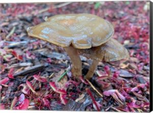 "Juicy Mushrooms" canvas print