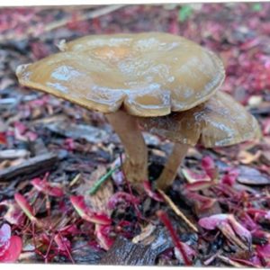 "Juicy Mushrooms" canvas print