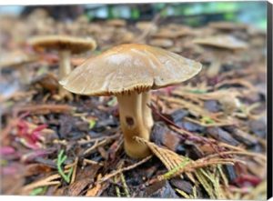 "Lonely Mushroom" -Photography Art Print