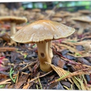 "Lonely Mushroom" -Photography Art Print