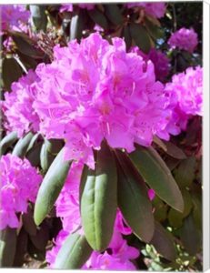 Pink Azalea Catherine