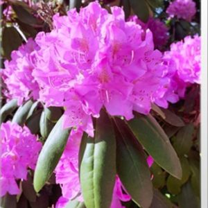 Pink Azalea Catherine