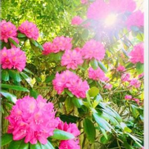Pink Azalea Nicole