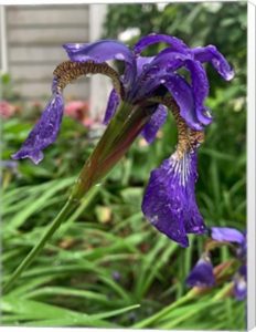 Purple Iris Flower