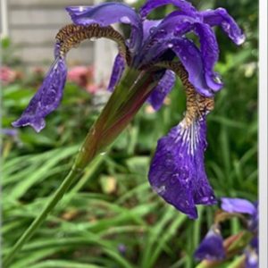 Purple Iris Flower