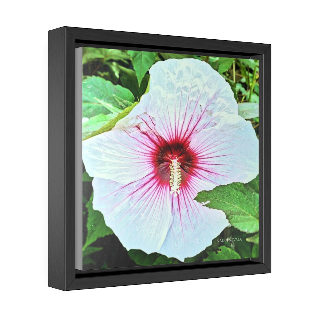 White Hawaiian Hibiscus flower by Nadia Nevala Gallery Canvas Wrap, Square Frame - Image 3