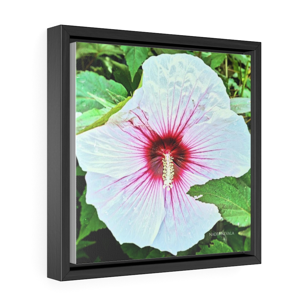 White Hawaiian Hibiscus flower by Nadia Nevala Gallery Canvas Wrap, Square Frame