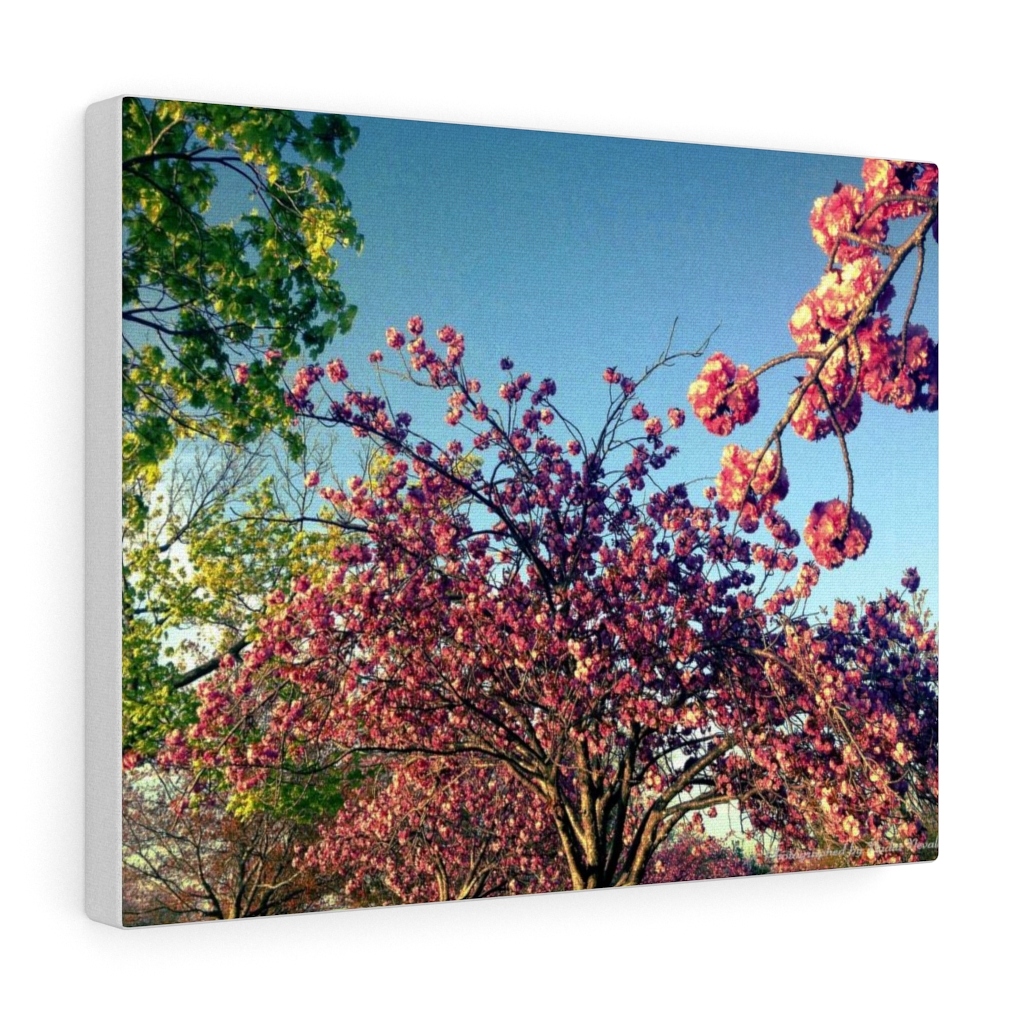 Cherry Blossom by Nadia Nevala - Canvas Gallery Wrap - Image 5