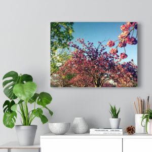 Cherry Blossom by Nadia Nevala - Canvas Gallery Wrap