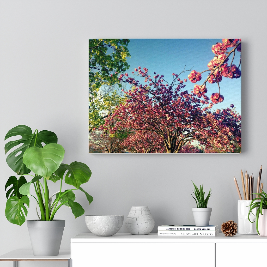 Cherry Blossom by Nadia Nevala - Canvas Gallery Wrap