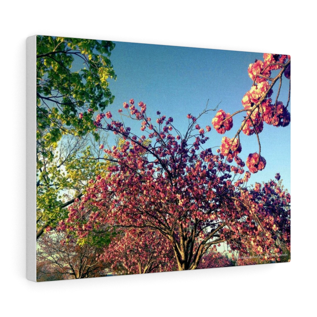 Cherry Blossom by Nadia Nevala - Canvas Gallery Wrap - Image 2