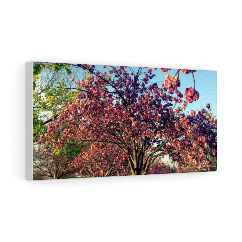 Cherry Blossom by Nadia Nevala - Canvas Gallery Wrap - Image 9