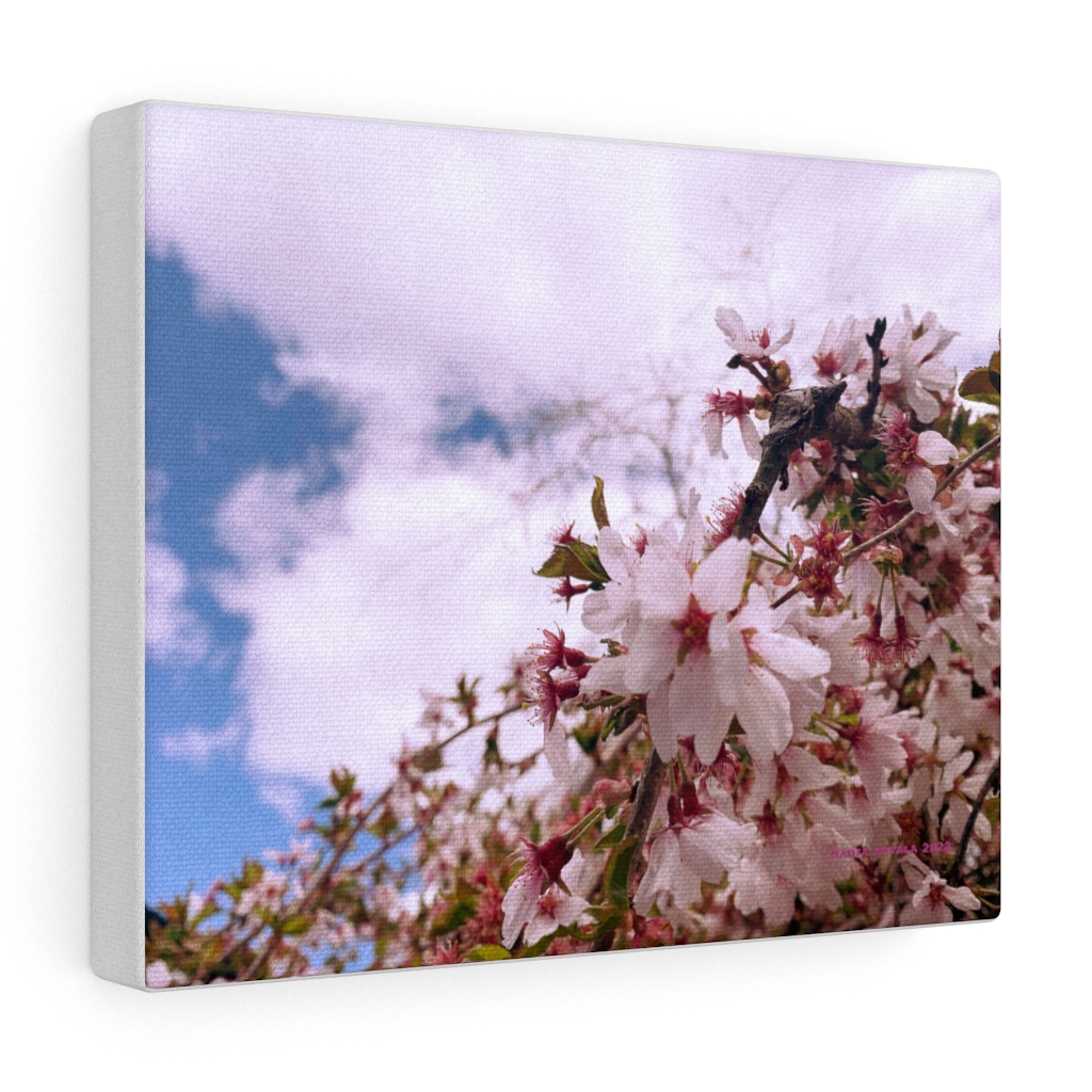 Cherry Blossom Collection by Nadia Nevala - Canvas Gallery Wrap - Image 5