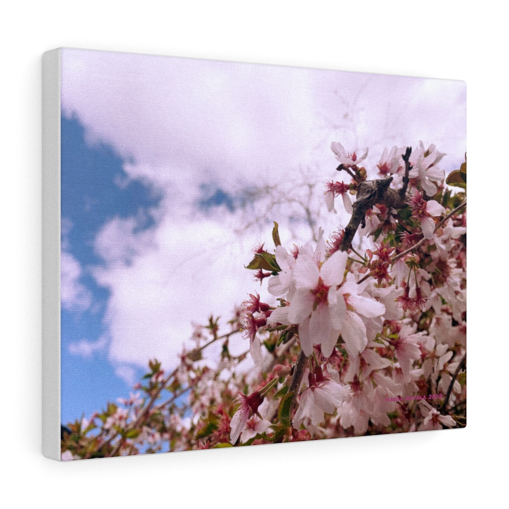 Cherry Blossom Collection by Nadia Nevala - Canvas Gallery Wrap - Image 9
