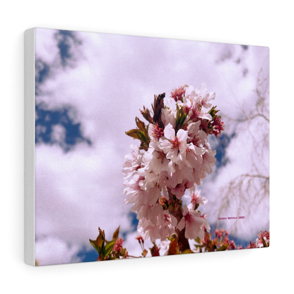 Cherry Blossom Collection by Nadia Nevala - Canvas Gallery Wrap - Image 5