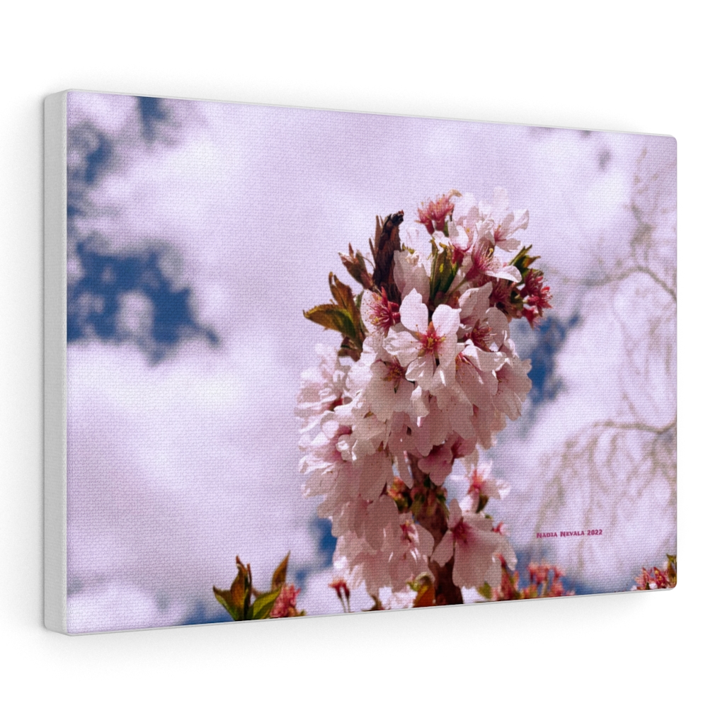 Cherry Blossom Collection by Nadia Nevala - Canvas Gallery Wrap - Image 17