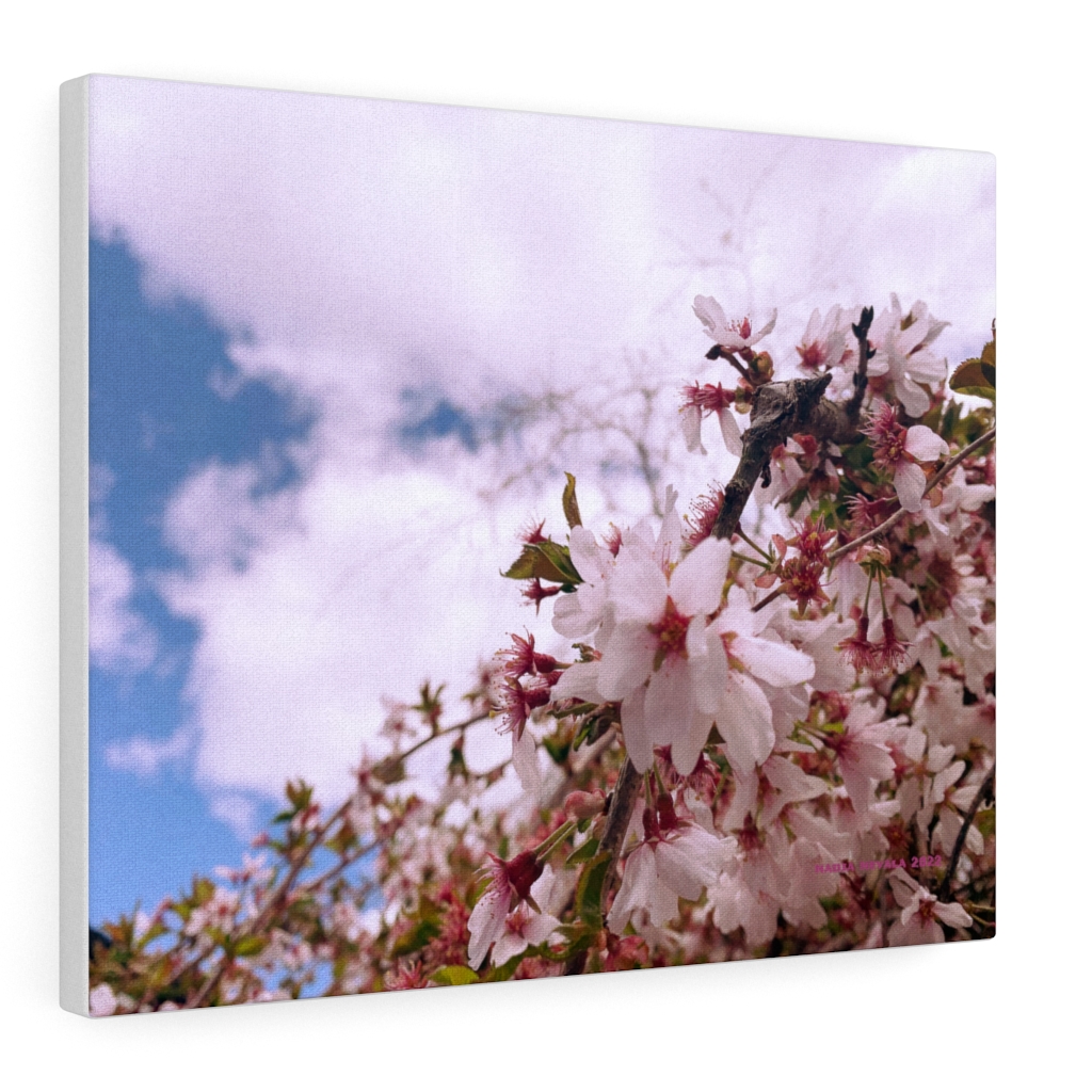 Cherry Blossom Collection by Nadia Nevala - Canvas Gallery Wrap - Image 25